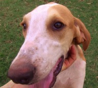 /album/trackingdogs/t-p-3-face-2-350x315-jpg/